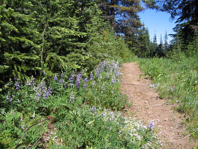 Wildflowers