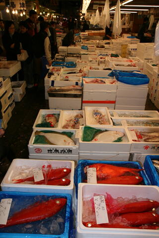 Tsukiji fish market