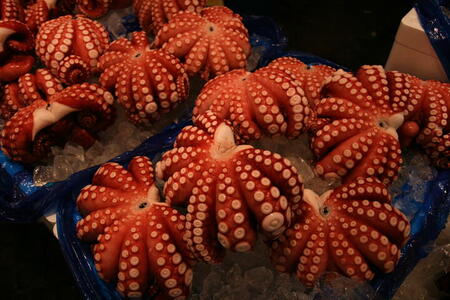 Photo: Octopi