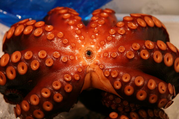 Octopus