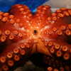 Photo: Octopus