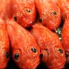 Previous: Orange fish