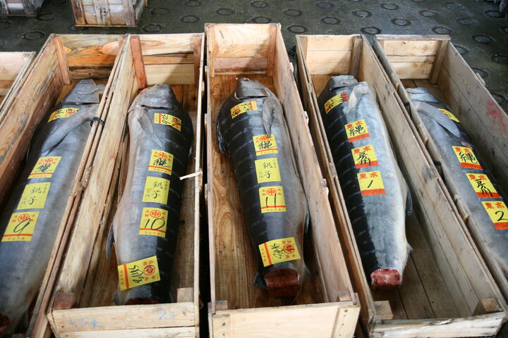 Tuna coffins