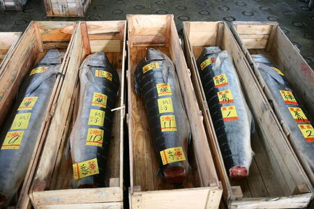 Photo: Tuna coffins