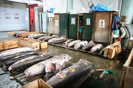 Photo: Tuna morgue