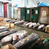 Photo: Tuna morgue