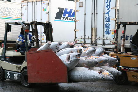 Photo: Loading tuna