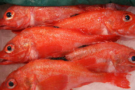 Photo: Orange fish