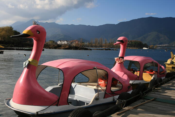 Pink goose boats