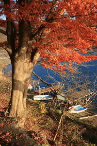 Photo: Japanese maple tree