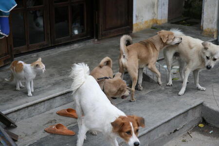 Photo: Dogs playing