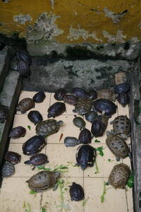 Photo: Turtles