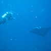 Next: Diver and manta ray