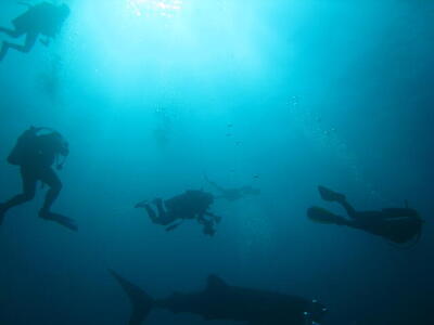 Photo: Divers