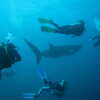 Previous: Divers and whale shark