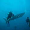 Photo: Divers and whale shark