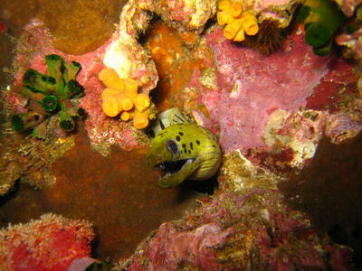 Photo: Moray eel