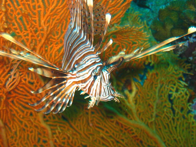 Spotfin lionfish next to a sea fan
