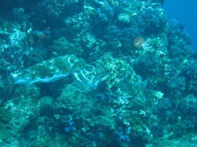 Photo: Hot cuttlefish action