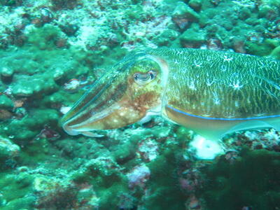 Photo: Cuttlefish