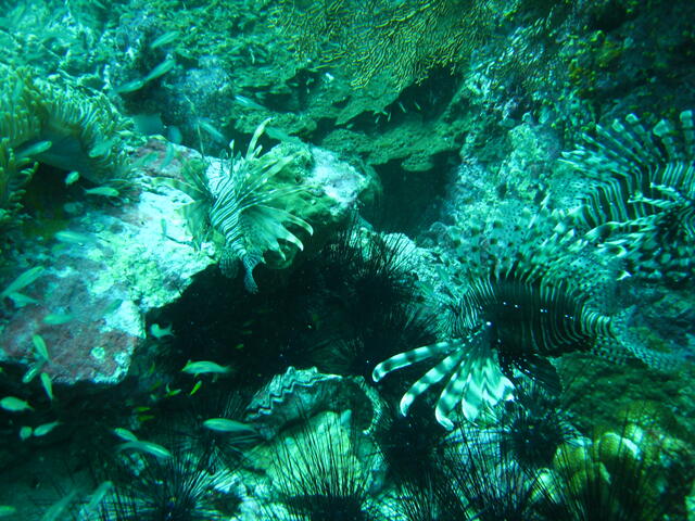 Lionfish and sea urchins