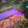 Photo: Anemone underside