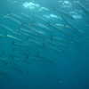 Photo: Chevron barracuda