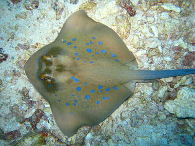 Photo: Blue spotted ray