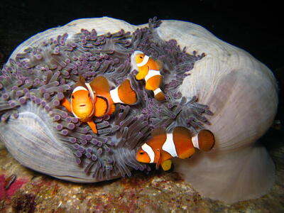 Photo: Clownfish and anemone