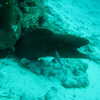Previous: Giant moray eel