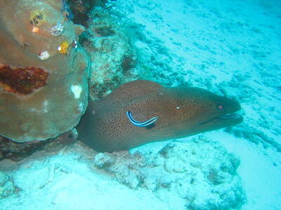 Photo: Giant moray eel