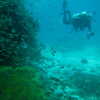Previous: Scuba diving