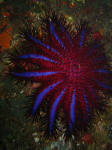 Photo: Crown of thorns starfish