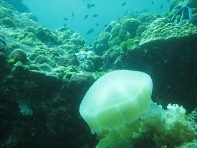 Photo: Jellyfish