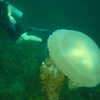 Previous: Jellyfish