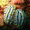 Photo: (keyword nudibranchs)