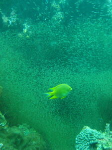 Photo: Fish swarm