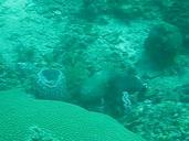 Video: Octopus camouflaging