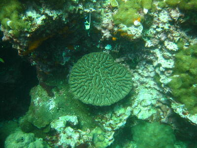 Photo: Coral emblem