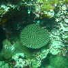 Photo: Coral emblem