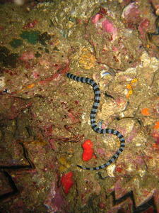 Photo: Banded sea snake