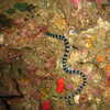 Photo: Banded sea snake