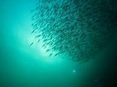 Video: Fish swarming
