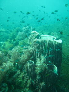 Photo: Barrel sponge
