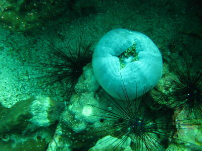 Photo: Folded anemone