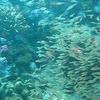 Video: Fish moving in sync