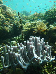 Photo: Tube coral