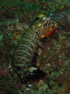 Photo: Mantis Shrimp