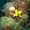 Next: Yellow frogfish