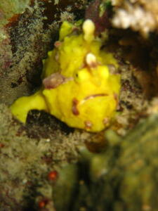 Photo: Yellow frogfish